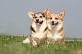 CORGI PEMBROKE 1237